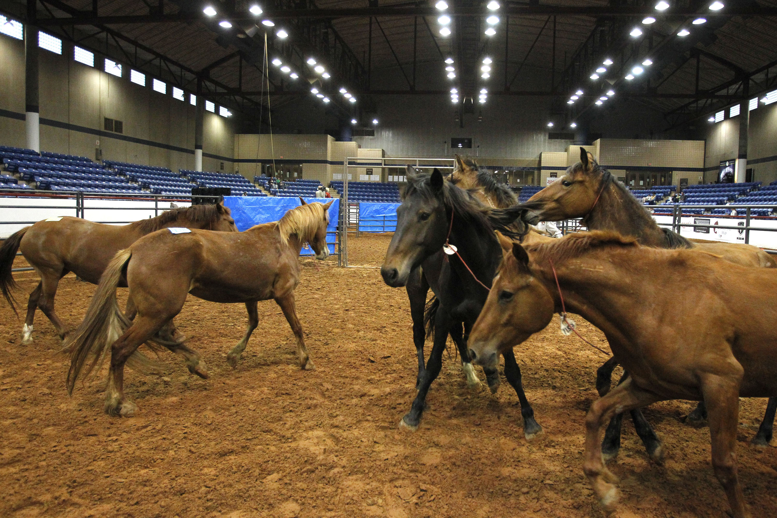 Newsela U.S. auctioning wild horses it cannot house