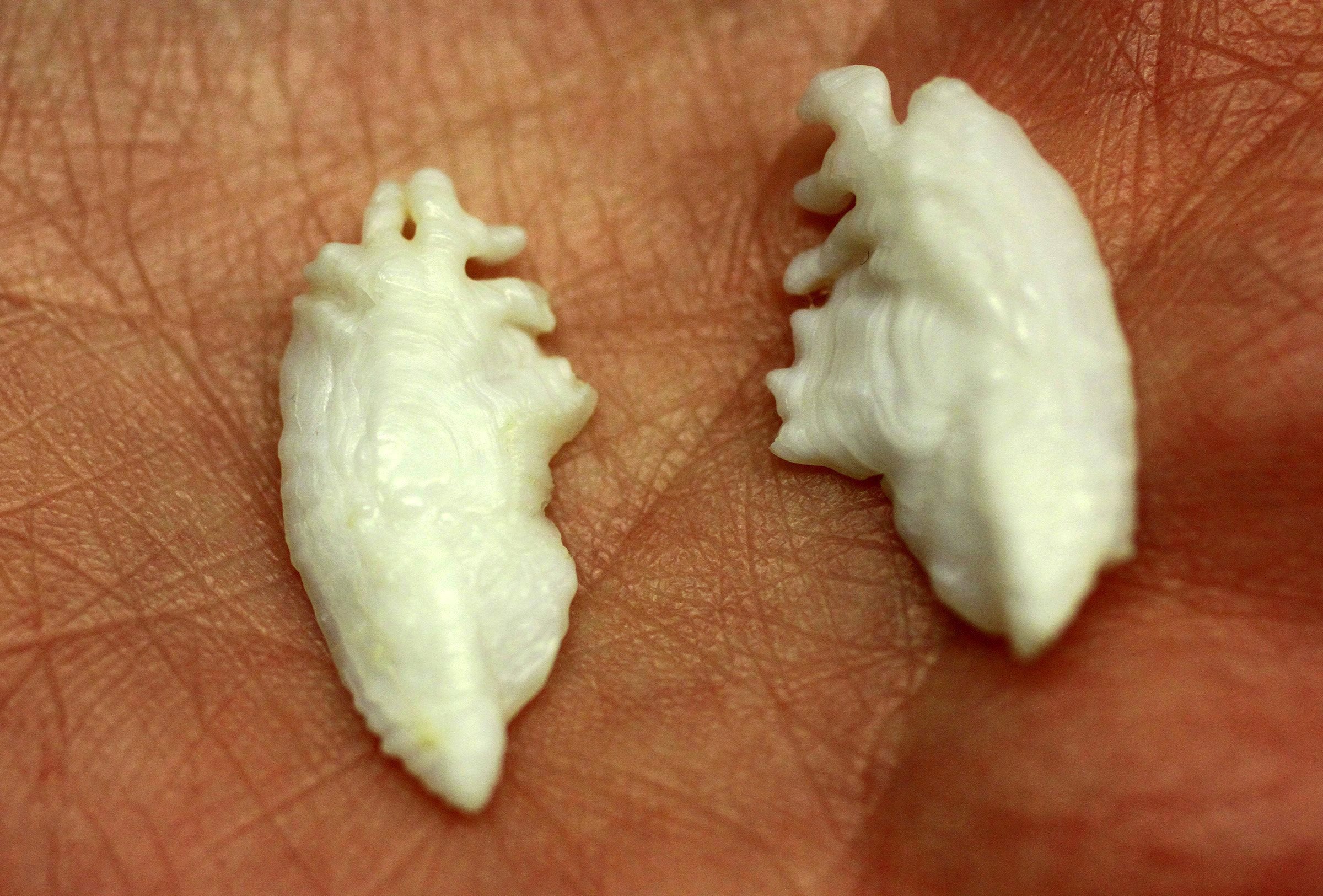 Newsela Stories of fish and the ocean heard through fish ear bones