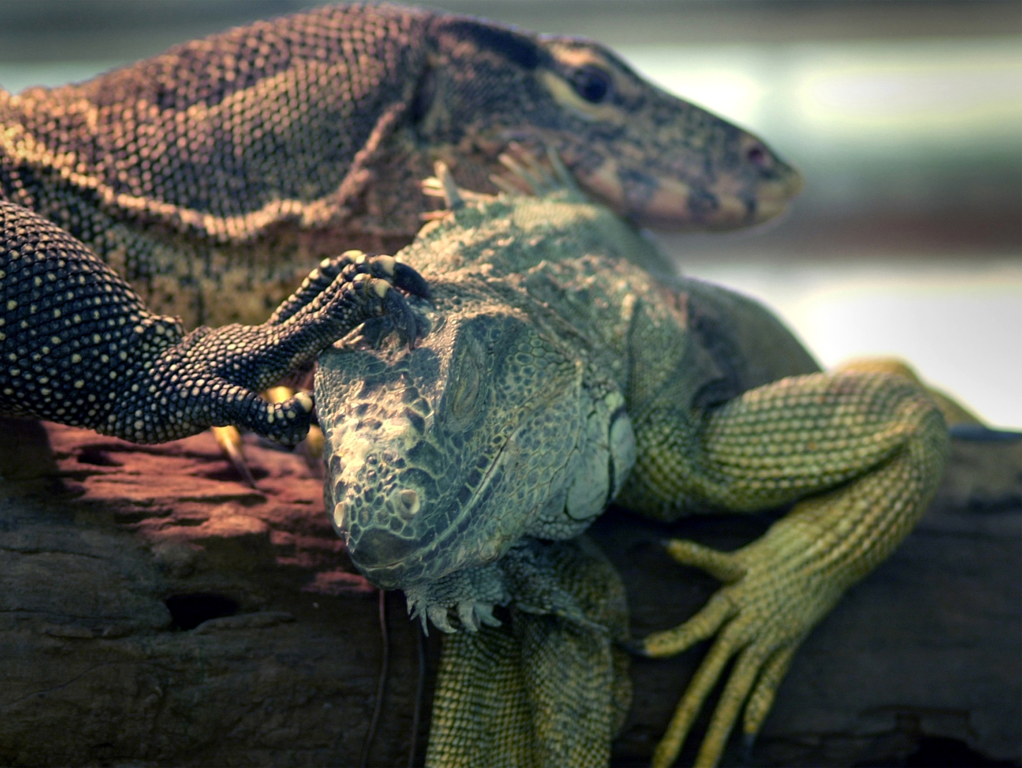 Newsela You breathe in and out, but birds and lizards breathe in circles