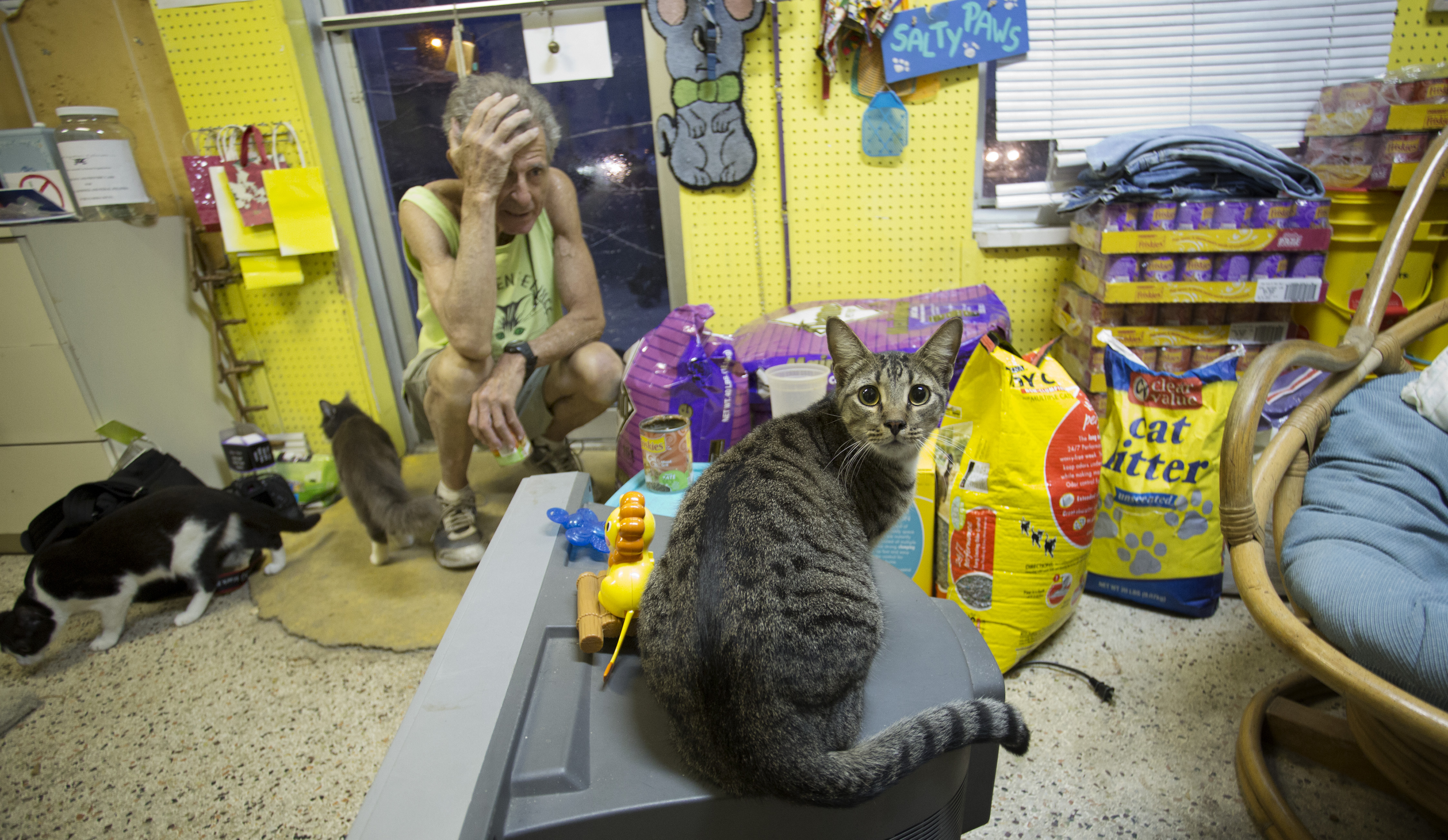 Newsela Much ado about what to do with the nation's feral cats