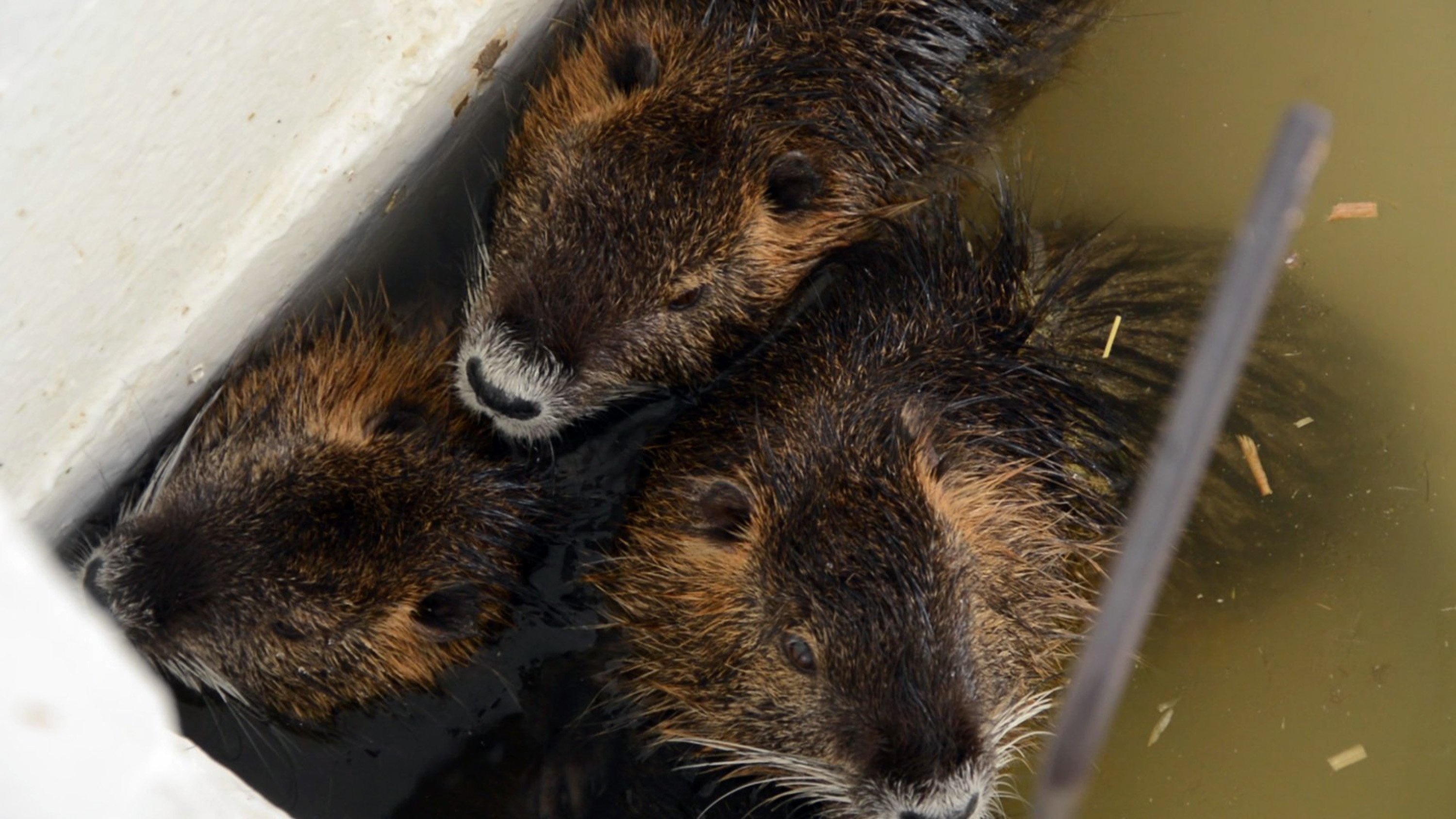 Newsela Maryland's River nearly free of invasive nutria