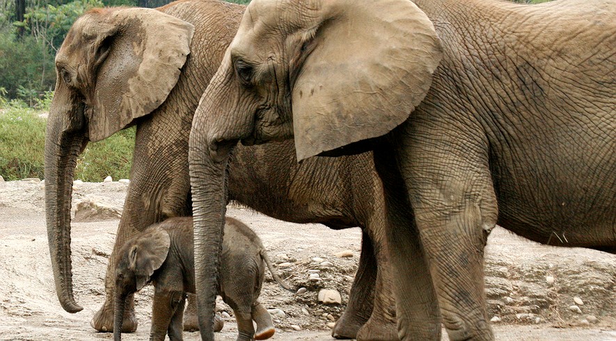 Newsela | Animal-rights group complains about Pittsburgh Zoo elephants