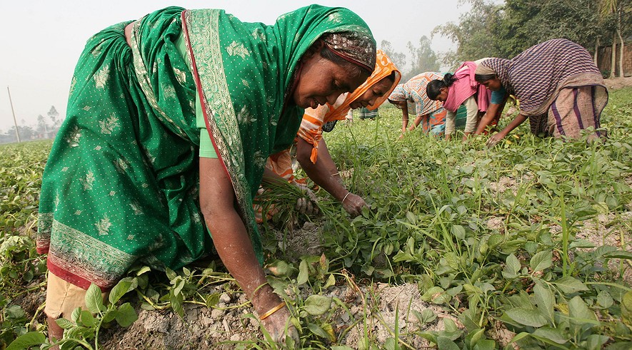 Bangladeshi Women Work At An Agriculture Field In Rangpur 248 2638