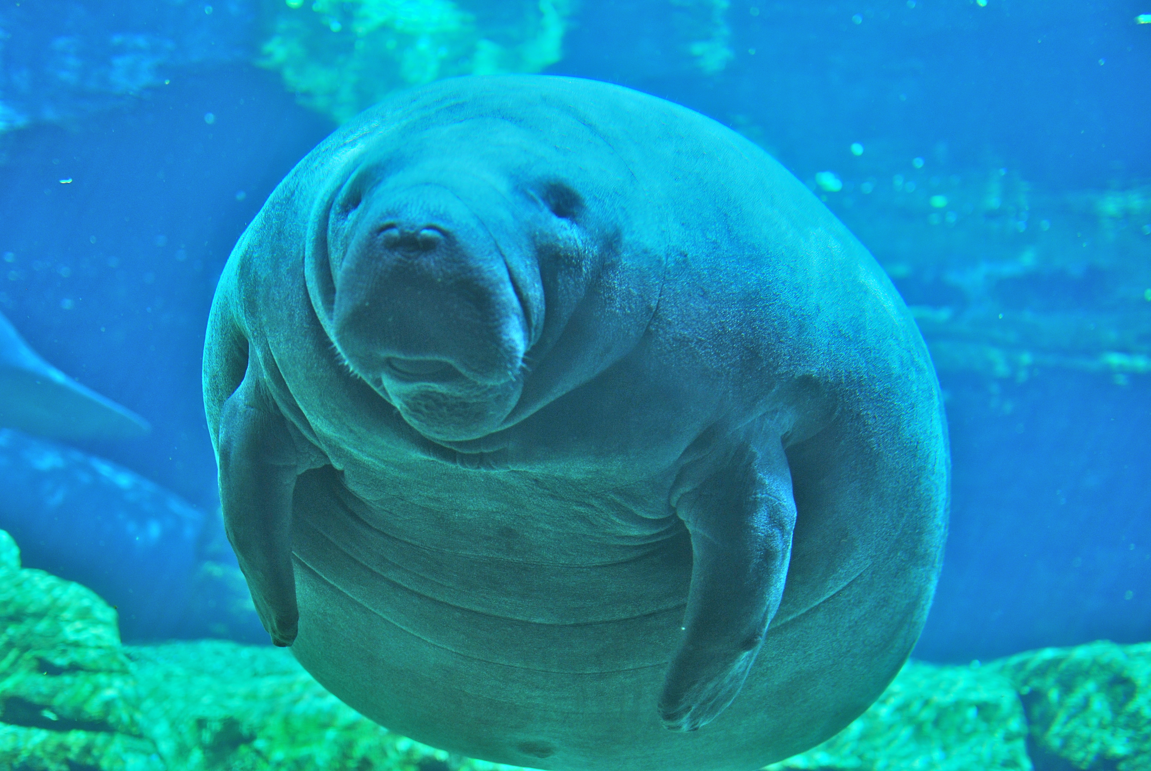 Newsela Dark side of the boom: Florida #39 s record manatee count may