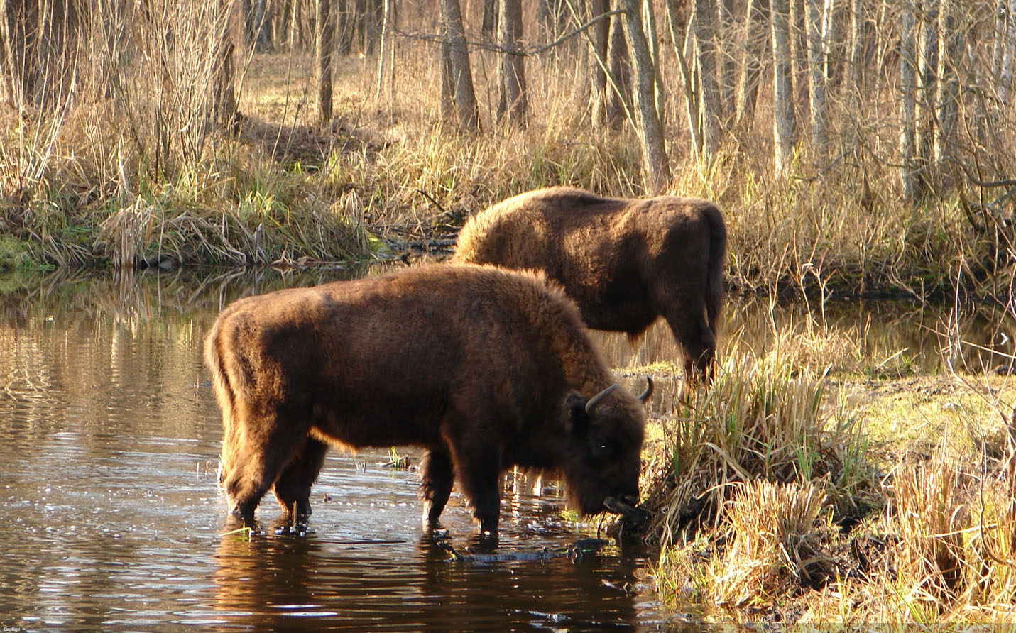 How Long Until Humans Can Live In Chernobyl