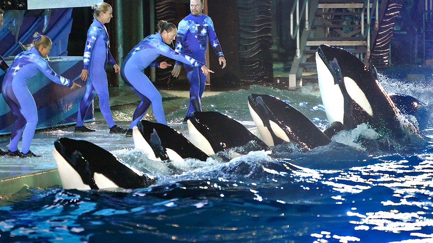 killer whale tns price