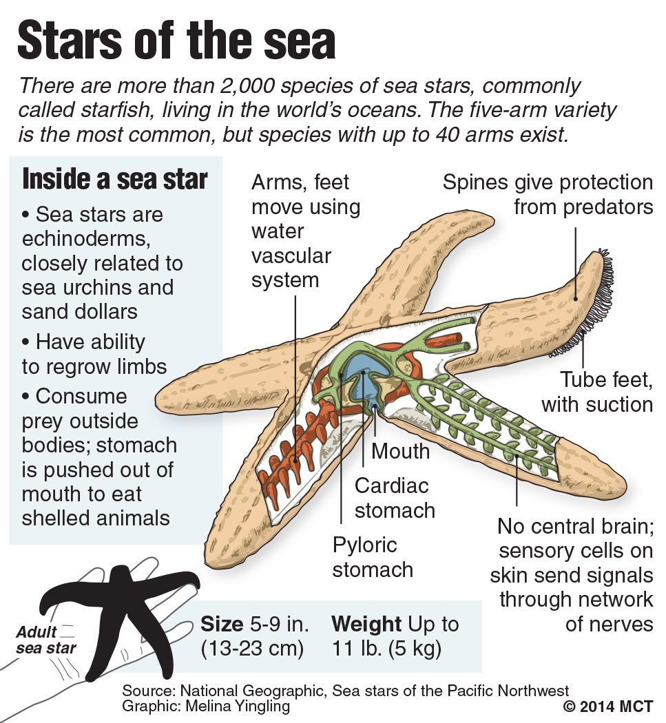 Sea Star Adaptation Chart With Answers