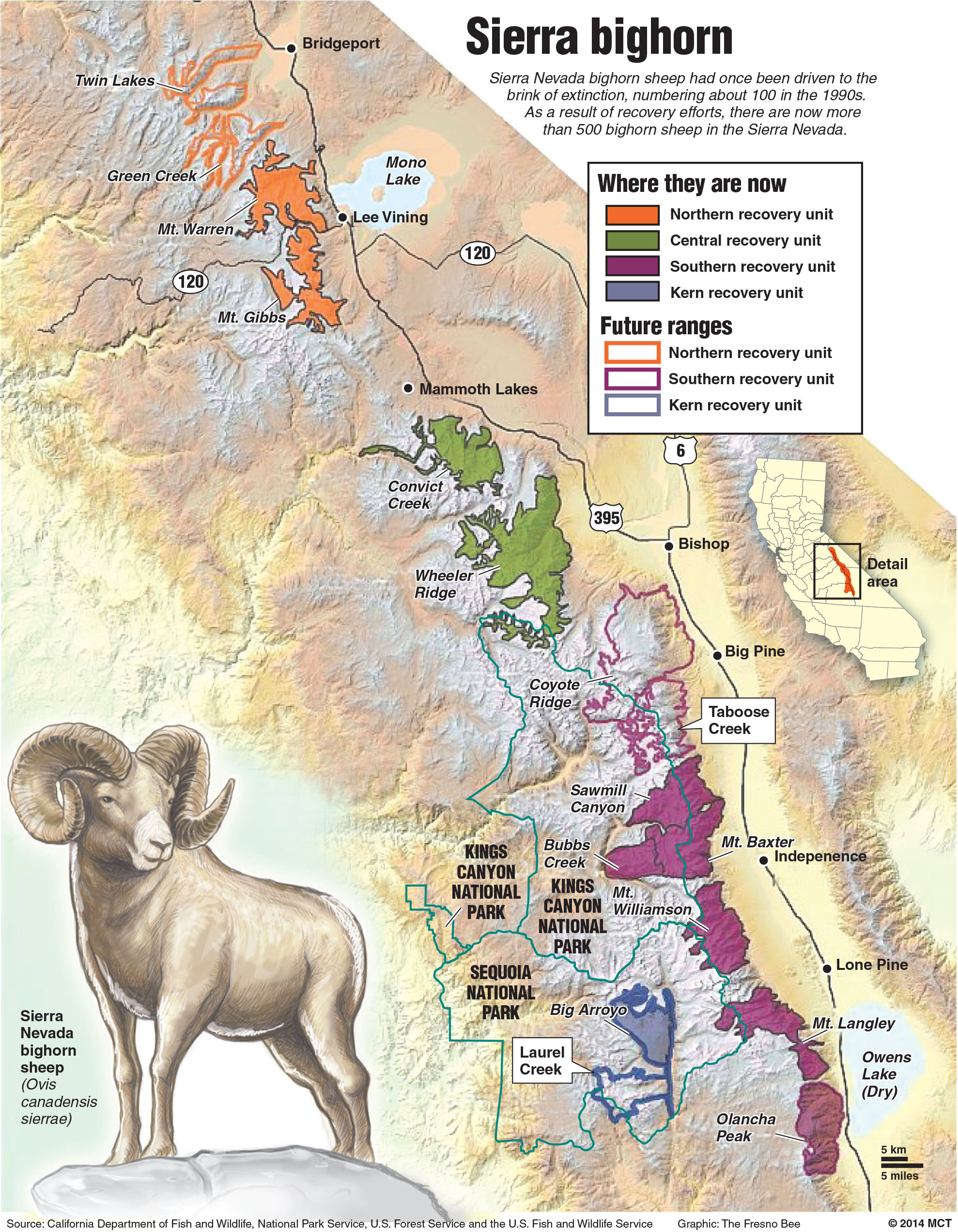 Newsela California's bighorn sheep brought back from the brink of
