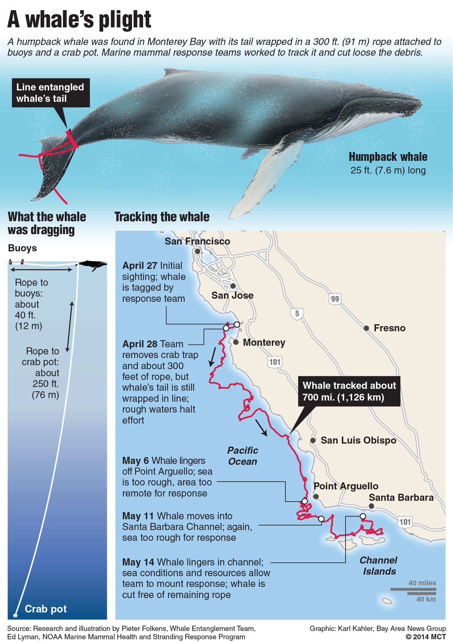 Newsela | Young humpback whale freed from crab fishing lines